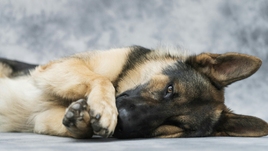 Families who do move forward with service dogs often report significant positive changes