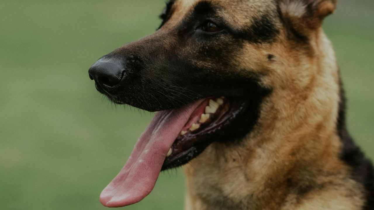 Service dogs can be life-changing for the right families, providing safety, independence, and companionship for children with autism